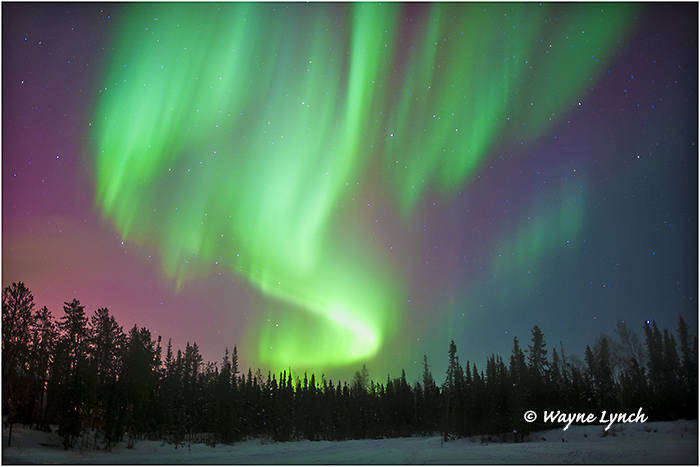 Aurora Borealis 50 by Dr. Wayne Lynch &copy;